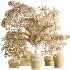AV Indoor Plants Set 518 Banana Lemon Dragon Areca Palm Schefflera Ficus Bonsai - Thumbnail 7