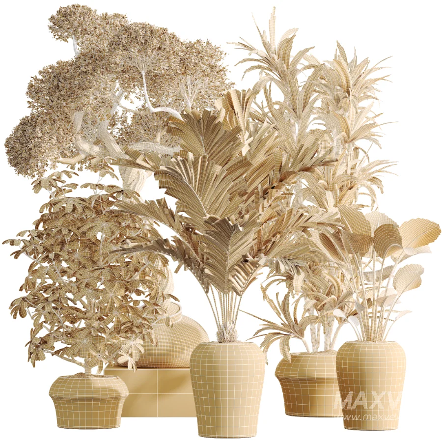 AV Indoor Plants Set 518 Banana Lemon Dragon Areca Palm Schefflera Ficus Bonsai - Image 7