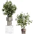 AV Indoor Plants Set 520 Briful Pachira Olive Giant Monstera Ficus Cyathistipula - Thumbnail 4