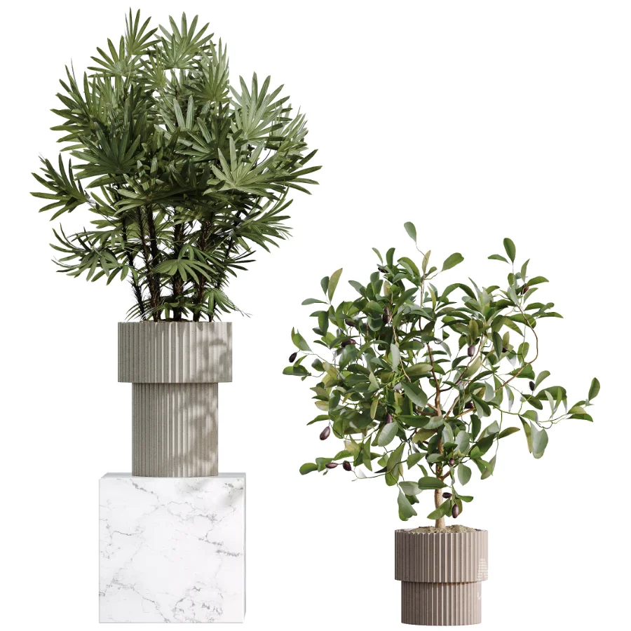 AV Indoor Plants Set 520 Briful Pachira Olive Giant Monstera Ficus Cyathistipula - Image 4