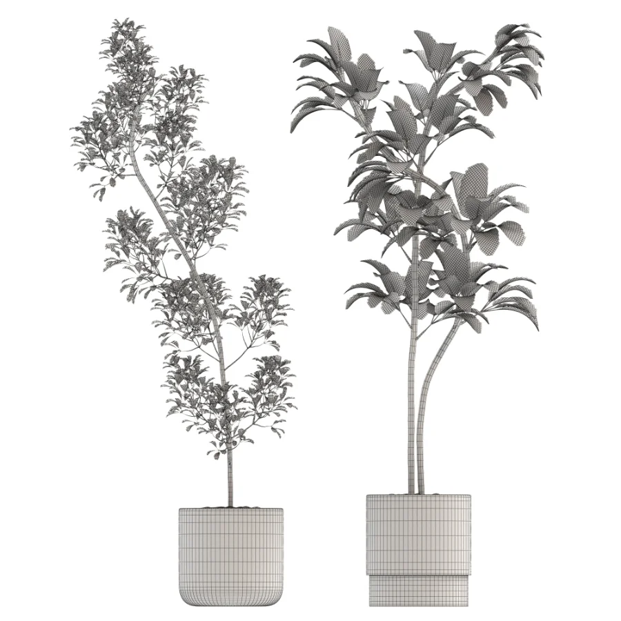 Ficus Benjamina Indoor Plant-set-032 - Image 1