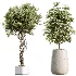 AV Indoor Plants Set 507 Yucca Banana Olive Orange Tree Schefflera Arboricola - Thumbnail 7