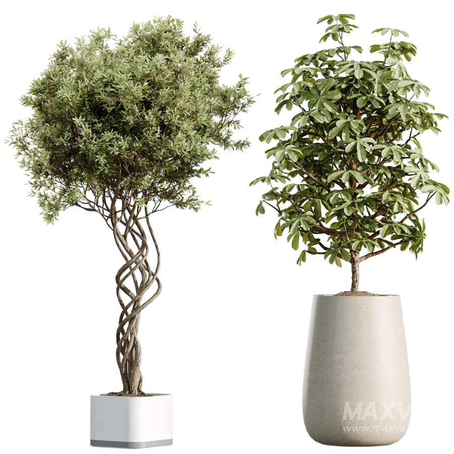 AV Indoor Plants Set 507 Yucca Banana Olive Orange Tree Schefflera Arboricola - Image 7
