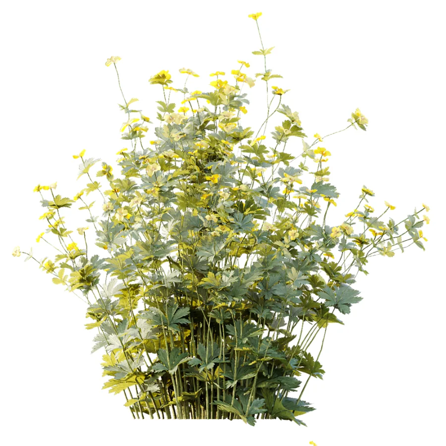 AV Plant Bush Tormentil Potentilla Erecta 02 - Image 3
