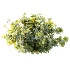 AV Plant Bush Tormentil Potentilla Erecta 02 - Thumbnail 4