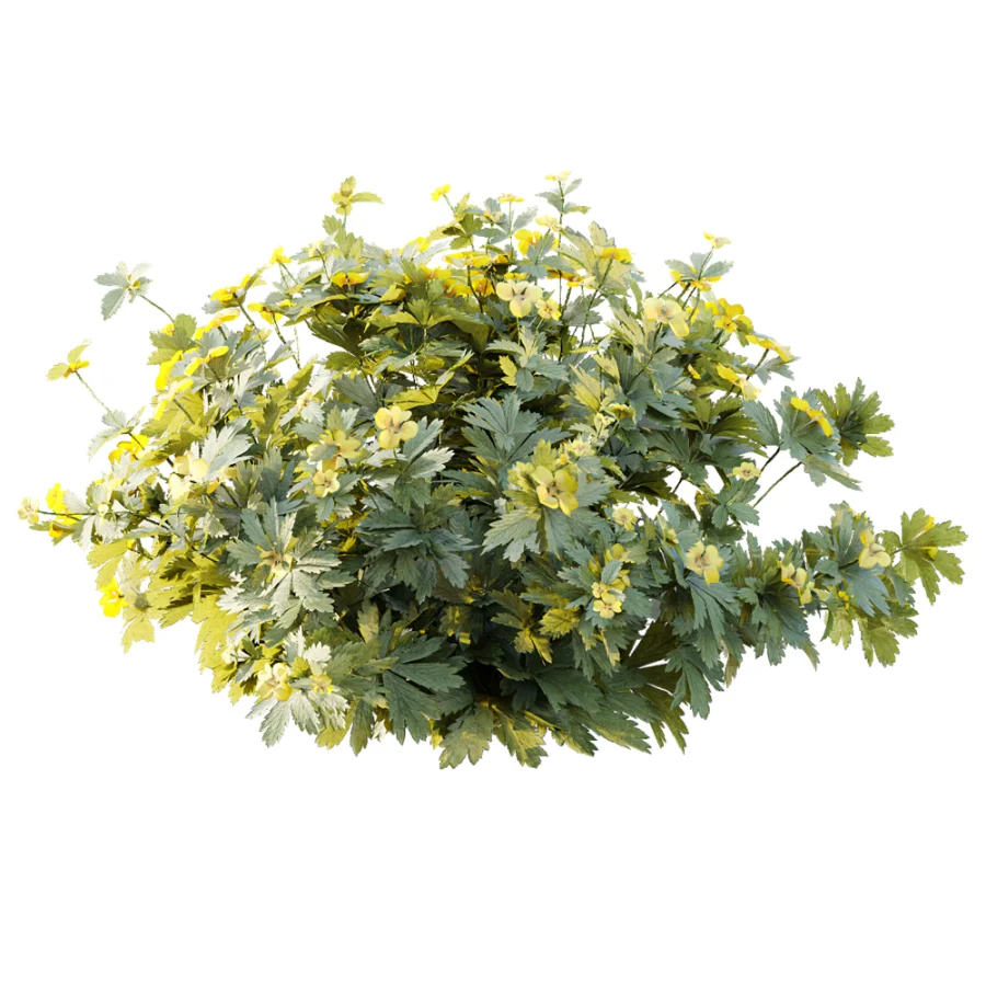 AV Plant Bush Tormentil Potentilla Erecta 02 - Image 4