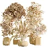 AV Indoor Plants Set 507 Yucca Banana Olive Orange Tree Schefflera Arboricola - Thumbnail 8