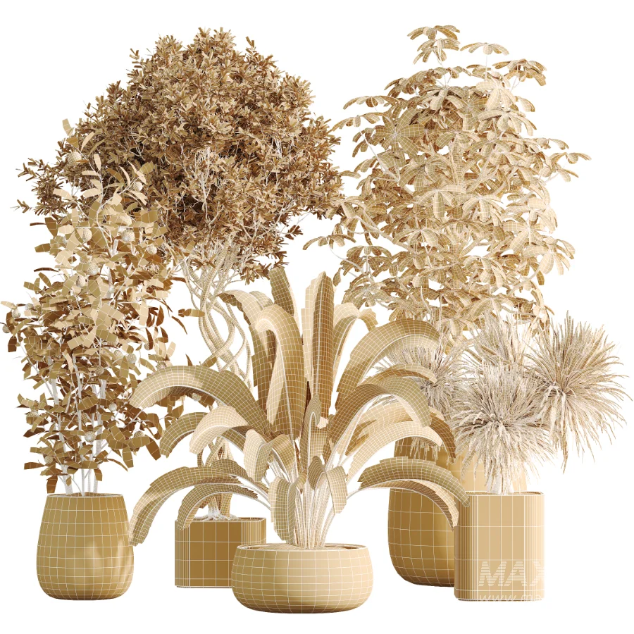 AV Indoor Plants Set 507 Yucca Banana Olive Orange Tree Schefflera Arboricola - Image 8