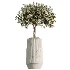 AV Indoor Plants Set514 Olive Banana Yucca Calathea Lutea Zamioculcas Zamiifolia - Thumbnail 3