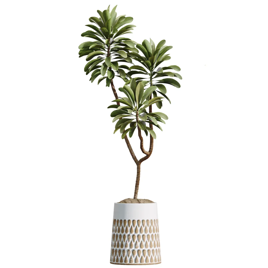 AV Indoor Plants Set 509 Licuala Palm Olive Ficus Binnendijkii Drupifera Areca Palm - Image 3