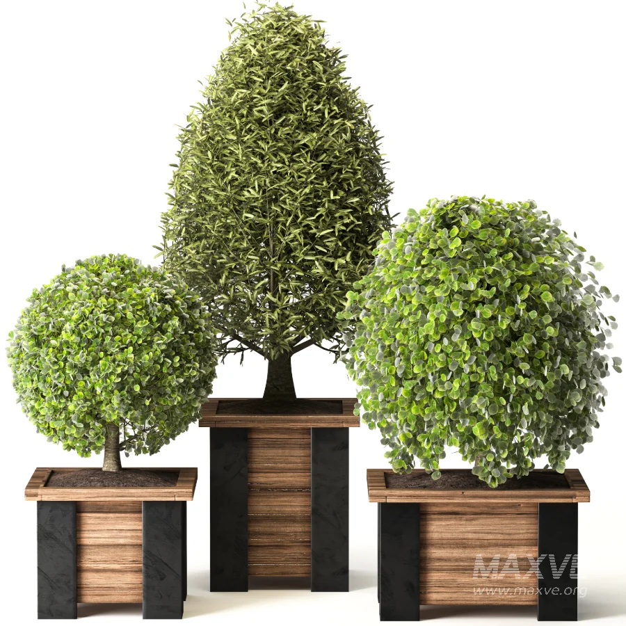 Outdoor Plant 08 - Image 6