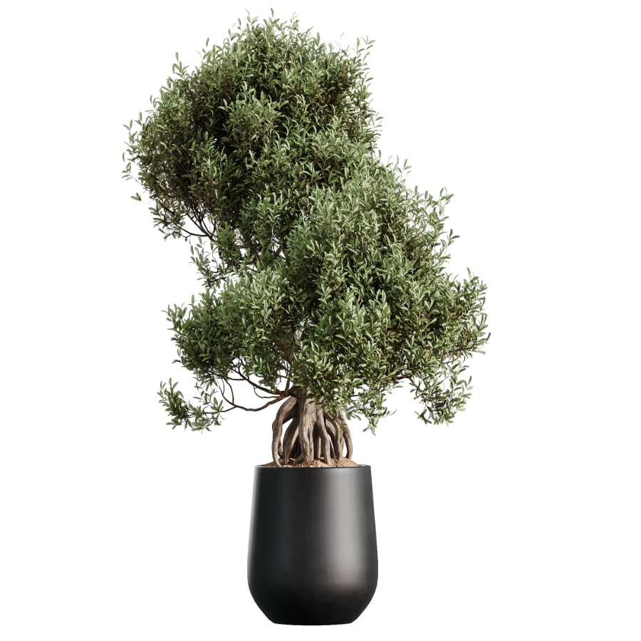 AV Indoor Plants Set 502 Ficus Bird Of Paradise Rhapis Microcarpa Bonsai - Image 4