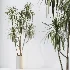 AV Indoor Plants Set 530 Olive Fruit Orange Tree Lemon Lime Calathea Lutea - Thumbnail 8
