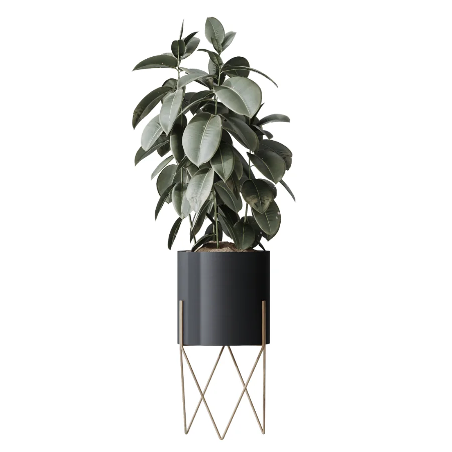 AV Indoor Plants Set 502 Ficus Bird Of Paradise Rhapis Microcarpa Bonsai - Image 5