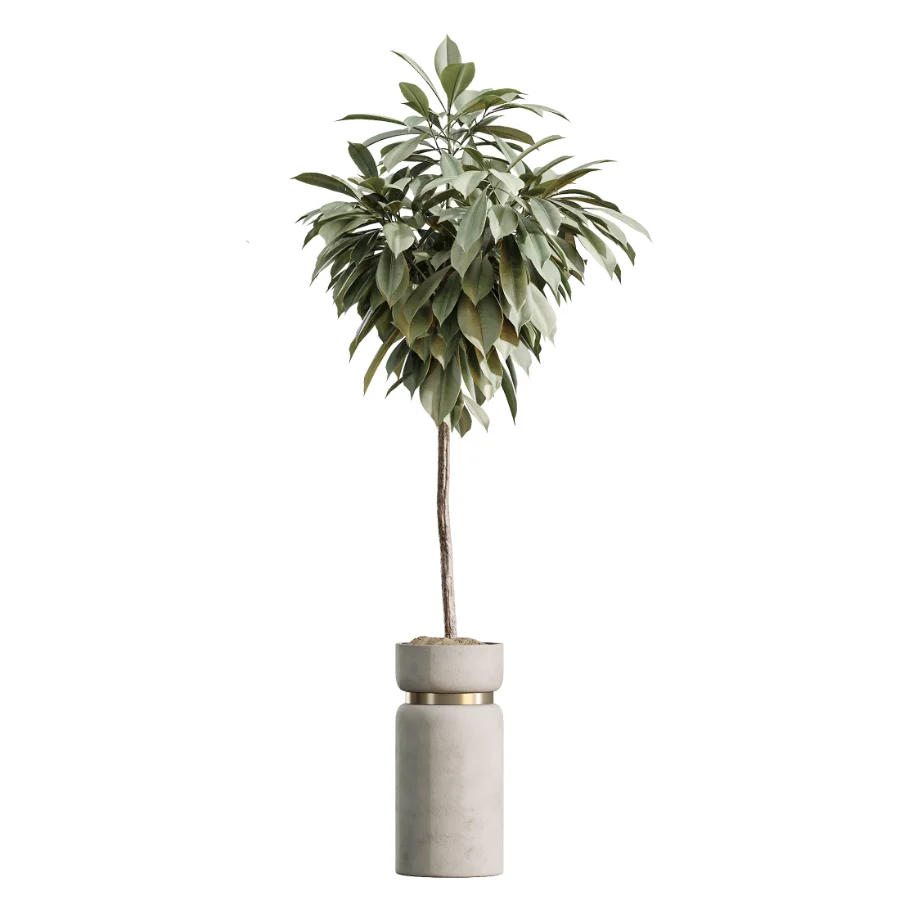 AV Indoor Plants Set 505 Alocasia Elefantenohr Eucalyptus Bouquet Olive Ficus - Image 1