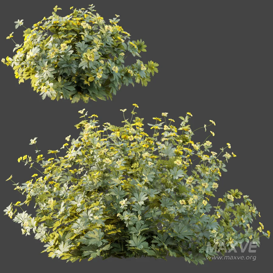 AV Plant Bush Tormentil Potentilla Erecta 02 - Image 6
