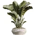 AV Indoor Plants Set514 Olive Banana Yucca Calathea Lutea Zamioculcas Zamiifolia - Thumbnail 5