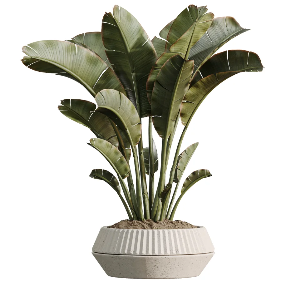 AV Indoor Plants Set514 Olive Banana Yucca Calathea Lutea Zamioculcas Zamiifolia - Image 5