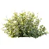 AV Plant Bush Tormentil Potentilla Erecta 02 - Thumbnail 2