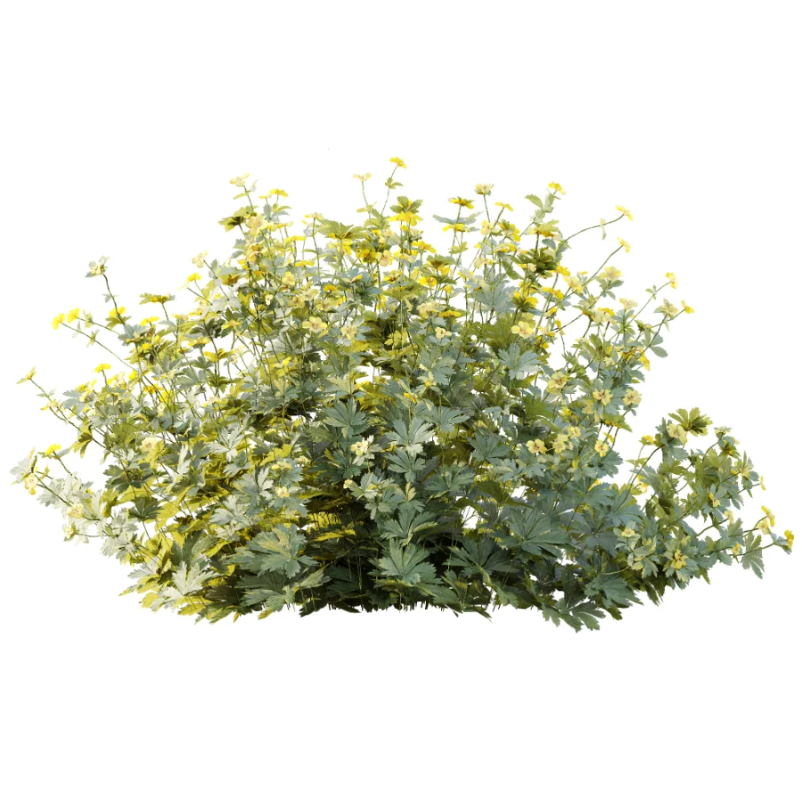 AV Plant Bush Tormentil Potentilla Erecta 02 - Image 2