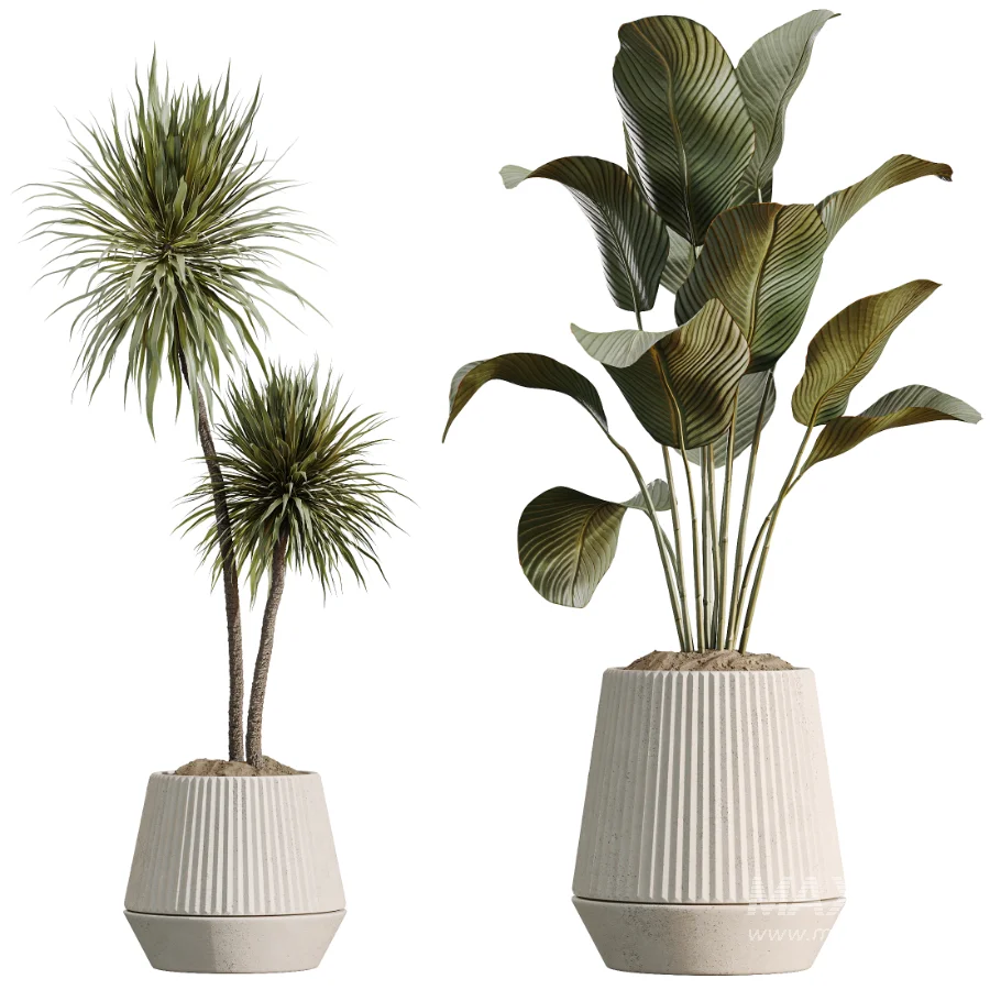 AV Indoor Plants Set514 Olive Banana Yucca Calathea Lutea Zamioculcas Zamiifolia - Image 6