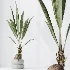 AV Indoor Plants Set 517 Ficus Coconut Palm Ficus Elastica Olive Eucalyptus - Thumbnail 2