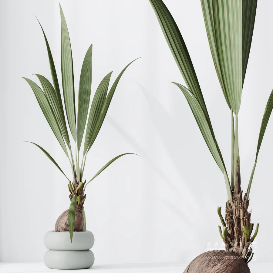 AV Indoor Plants Set 517 Ficus Coconut Palm Ficus Elastica Olive Eucalyptus - Image 2