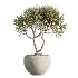 AV Indoor Plants Set 537 Cunjevoi Alocasia Olive Briful Pachira Ficus Marginata - Thumbnail 1