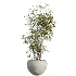 AV Indoor Plants Set 537 Cunjevoi Alocasia Olive Briful Pachira Ficus Marginata - Thumbnail 3