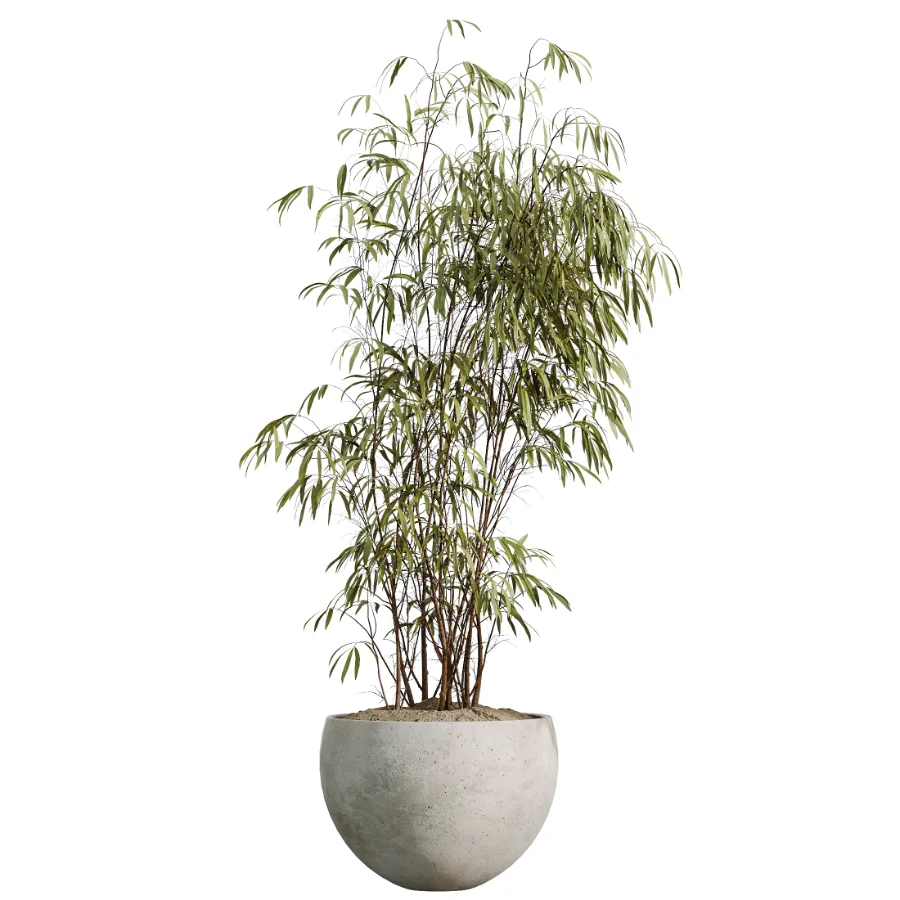 AV Indoor Plants Set 537 Cunjevoi Alocasia Olive Briful Pachira Ficus Marginata - Image 3