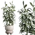 AV Indoor Plants Set 520 Briful Pachira Olive Giant Monstera Ficus Cyathistipula - Thumbnail 5