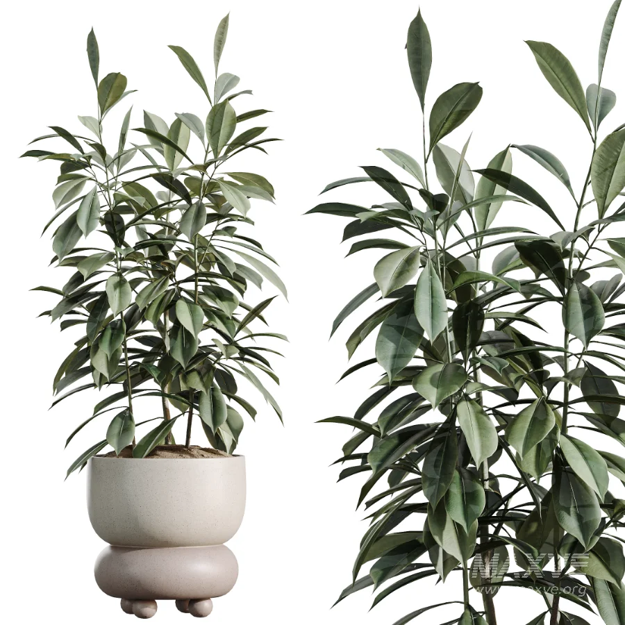AV Indoor Plants Set 520 Briful Pachira Olive Giant Monstera Ficus Cyathistipula - Image 5