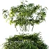 AV Plant Rhapis Excelsa Palm Bush 02 - Thumbnail 1