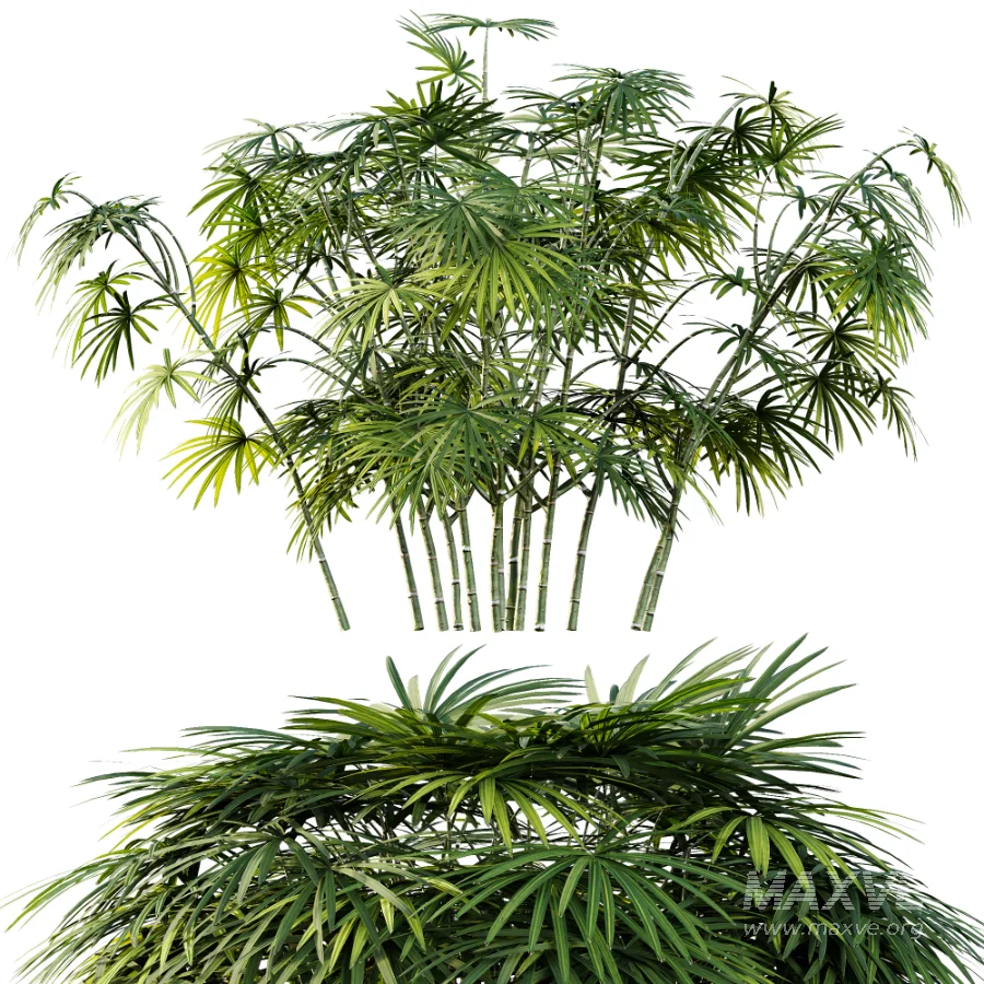 AV Plant Rhapis Excelsa Palm Bush 02 - Image 1