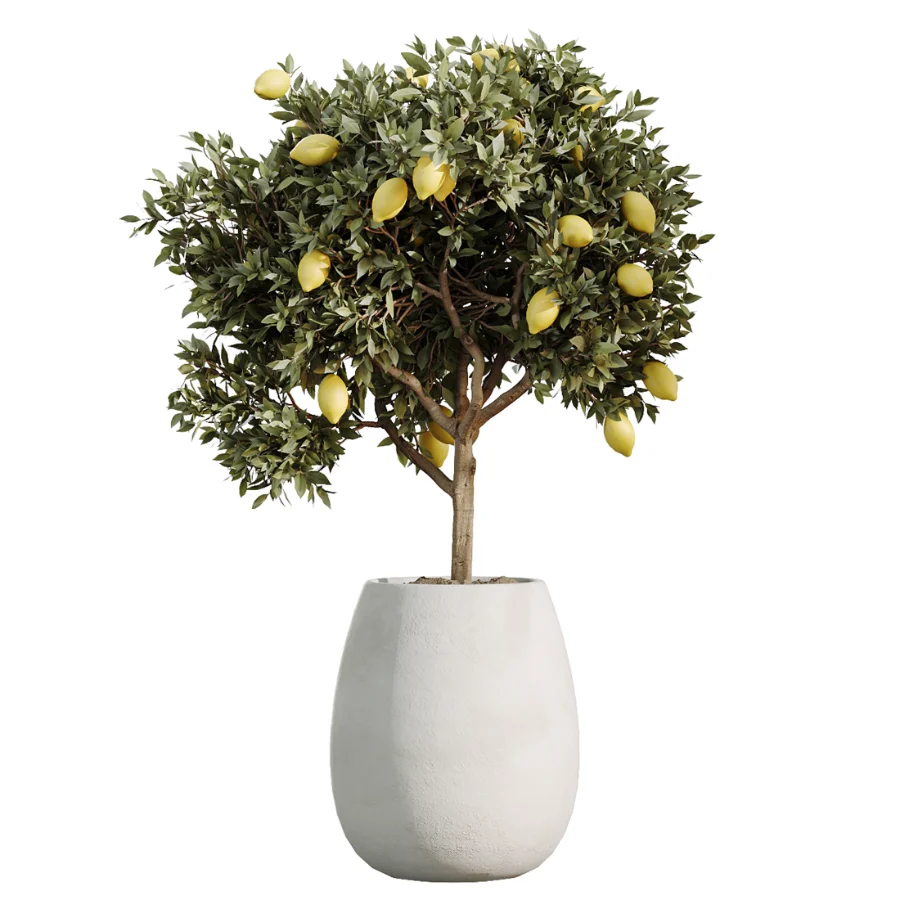 AV Indoor Plants Set 515 Dracaena Warneckii Banana Ficus Microcarpa Bonsai Lemon Tree - Image 4