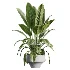 AV Indoor Plants Set 517 Ficus Coconut Palm Ficus Elastica Olive Eucalyptus - Thumbnail 1