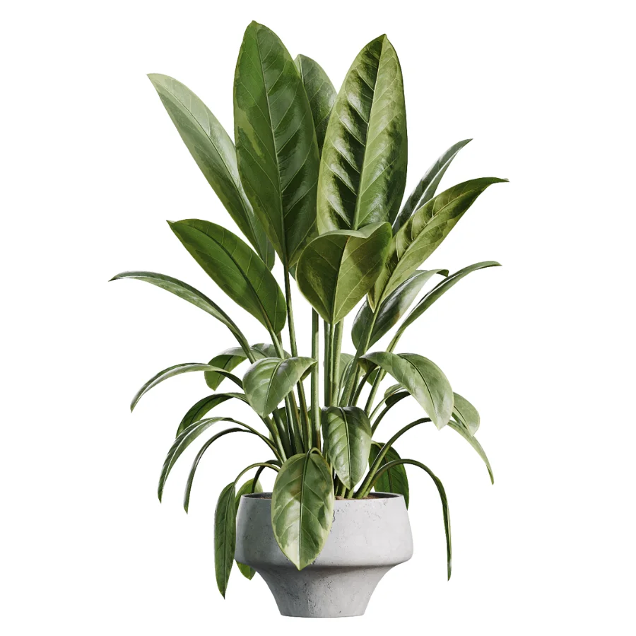 AV Indoor Plants Set 517 Ficus Coconut Palm Ficus Elastica Olive Eucalyptus - Image 1