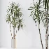 AV Indoor Plants Set 530 Olive Fruit Orange Tree Lemon Lime Calathea Lutea - Thumbnail 6