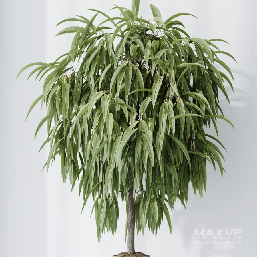 AV Indoor Plants Set 509 Licuala Palm Olive Ficus Binnendijkii Drupifera Areca Palm - Image 8