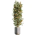 AV Indoor Plants Set 533 ParadiseBird Olive Fruit Bosnai Orange Tree Cactus - Thumbnail 2