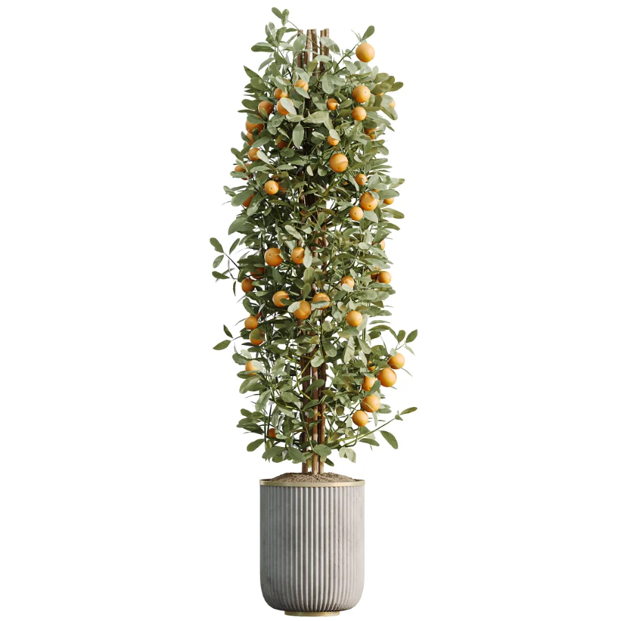 AV Indoor Plants Set 533 ParadiseBird Olive Fruit Bosnai Orange Tree Cactus - Image 2