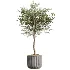 AV Indoor Plants Set 533 ParadiseBird Olive Fruit Bosnai Orange Tree Cactus - Thumbnail 4