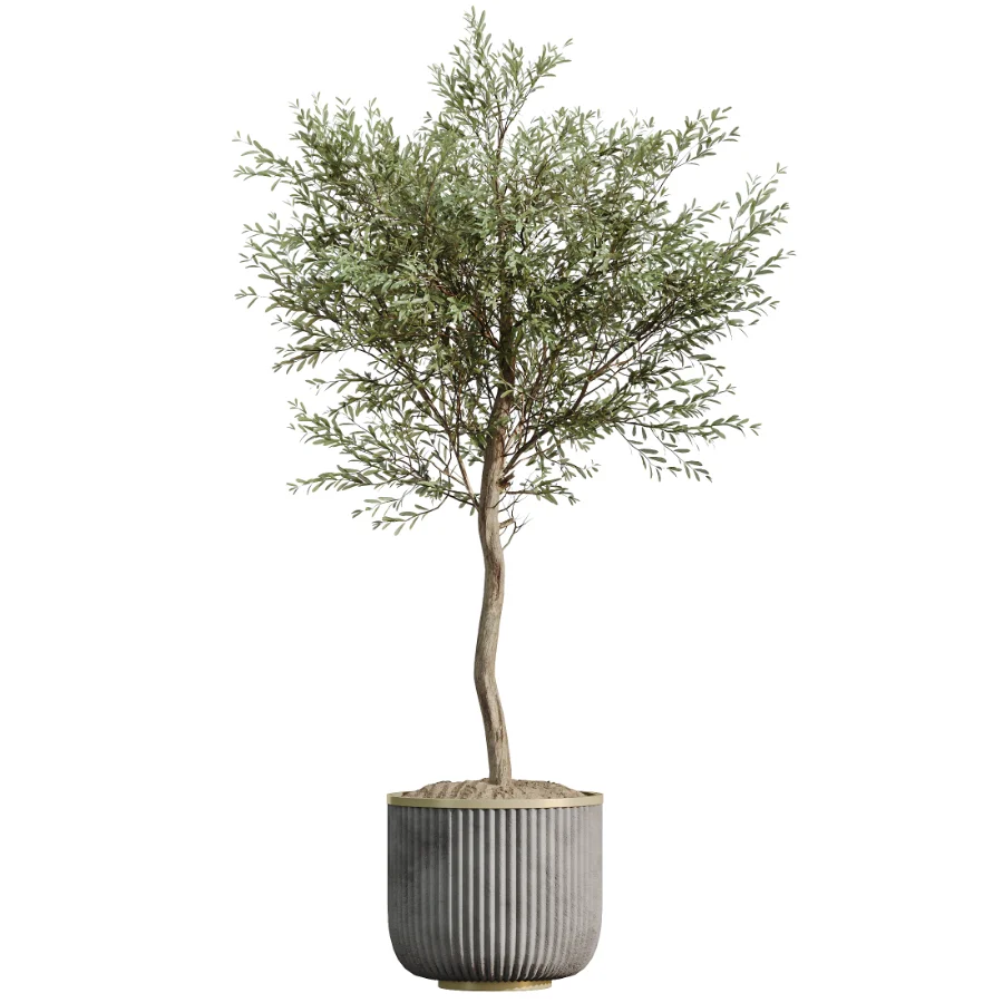 AV Indoor Plants Set 533 ParadiseBird Olive Fruit Bosnai Orange Tree Cactus - Image 4