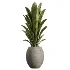 AV Indoor Plants Set 528 Rhapis Palm Ficus Marginata Banana African Fig - Thumbnail 2