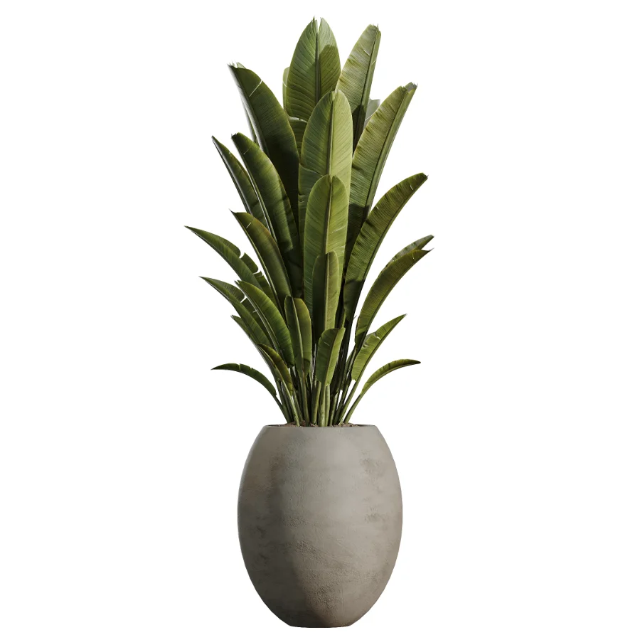 AV Indoor Plants Set 528 Rhapis Palm Ficus Marginata Banana African Fig - Image 2