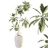 AV Indoor Plants Set 532 Ficus Marginata African Fig Banana Olive Lemon Dragon - Thumbnail 6