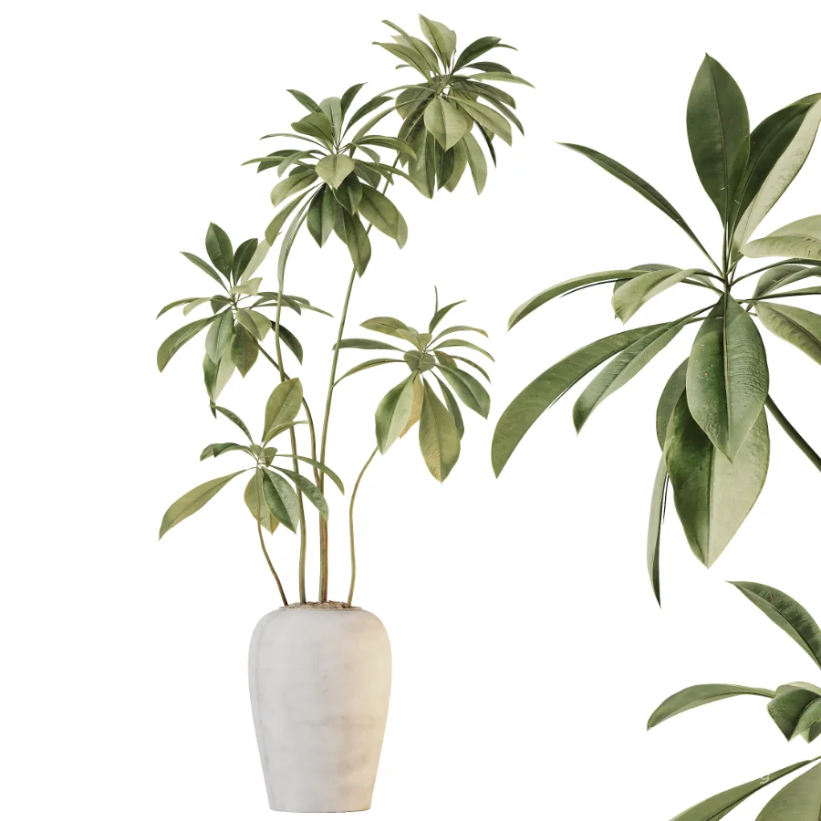 AV Indoor Plants Set 532 Ficus Marginata African Fig Banana Olive Lemon Dragon - Image 6