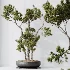 AV Indoor Plants Set 535 Bonsai Pinus Pentaphylla Thunbergii - Thumbnail 7