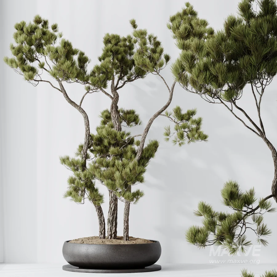 AV Indoor Plants Set 535 Bonsai Pinus Pentaphylla Thunbergii - Image 7