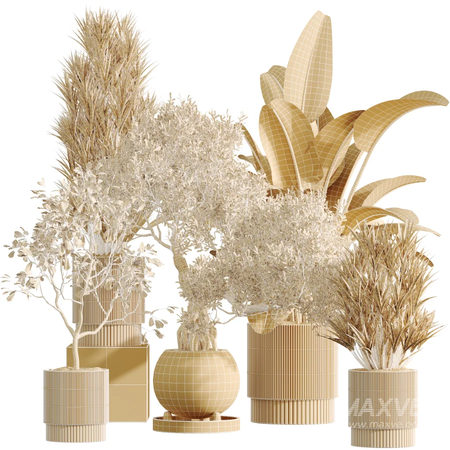 AV Indoor Plants Set 521 Yucca ParadiseBird Ficus Microcarpa Bonsai Marginata - Image 14